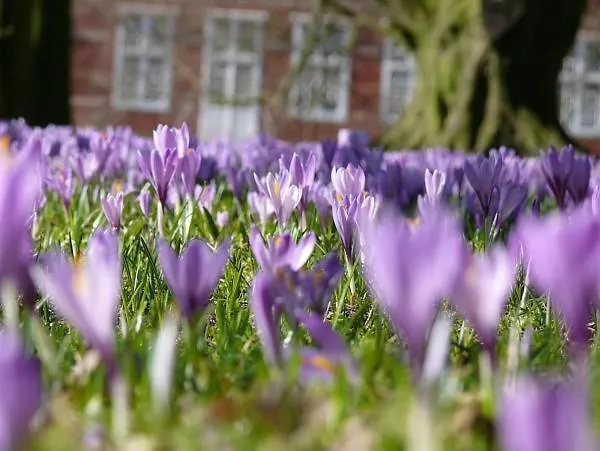 Kleiner Austernfischer Appartement Husum (Schleswig-Holstein)